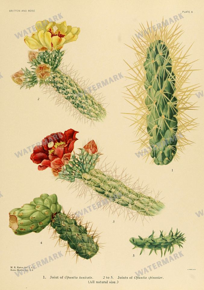 Cactus Vintage Prints