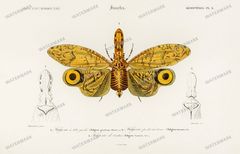 Dictionnaire Universel Dhistoire Naturelle Vintage Prints