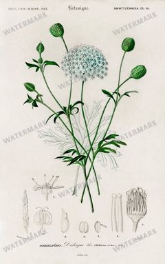 Dictionnaire Universel Dhistoire Naturelle Vintage Prints