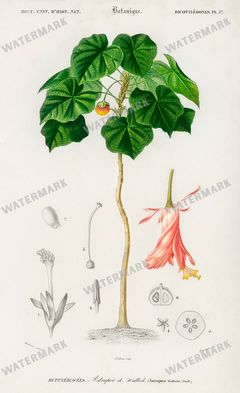 Dictionnaire Universel Dhistoire Naturelle Vintage Prints