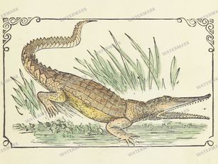 Fauna Vintage Prints