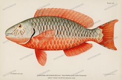 Fish Vintage Prints