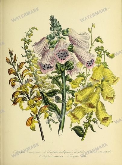 Floral Vintage Prints
