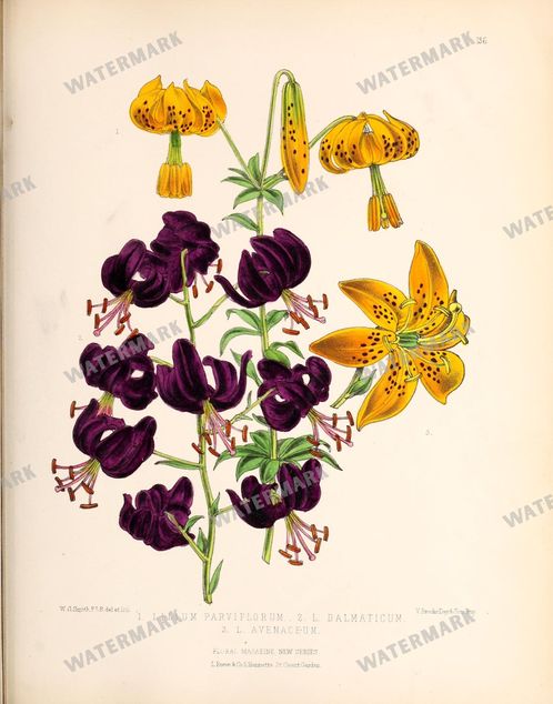 Floral Vintage Prints