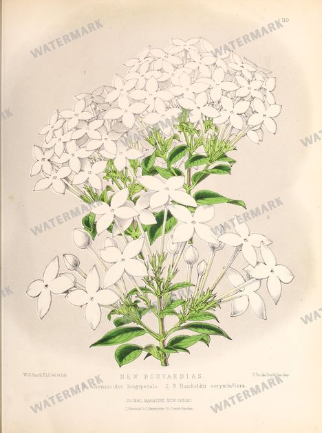 Floral Vintage Prints