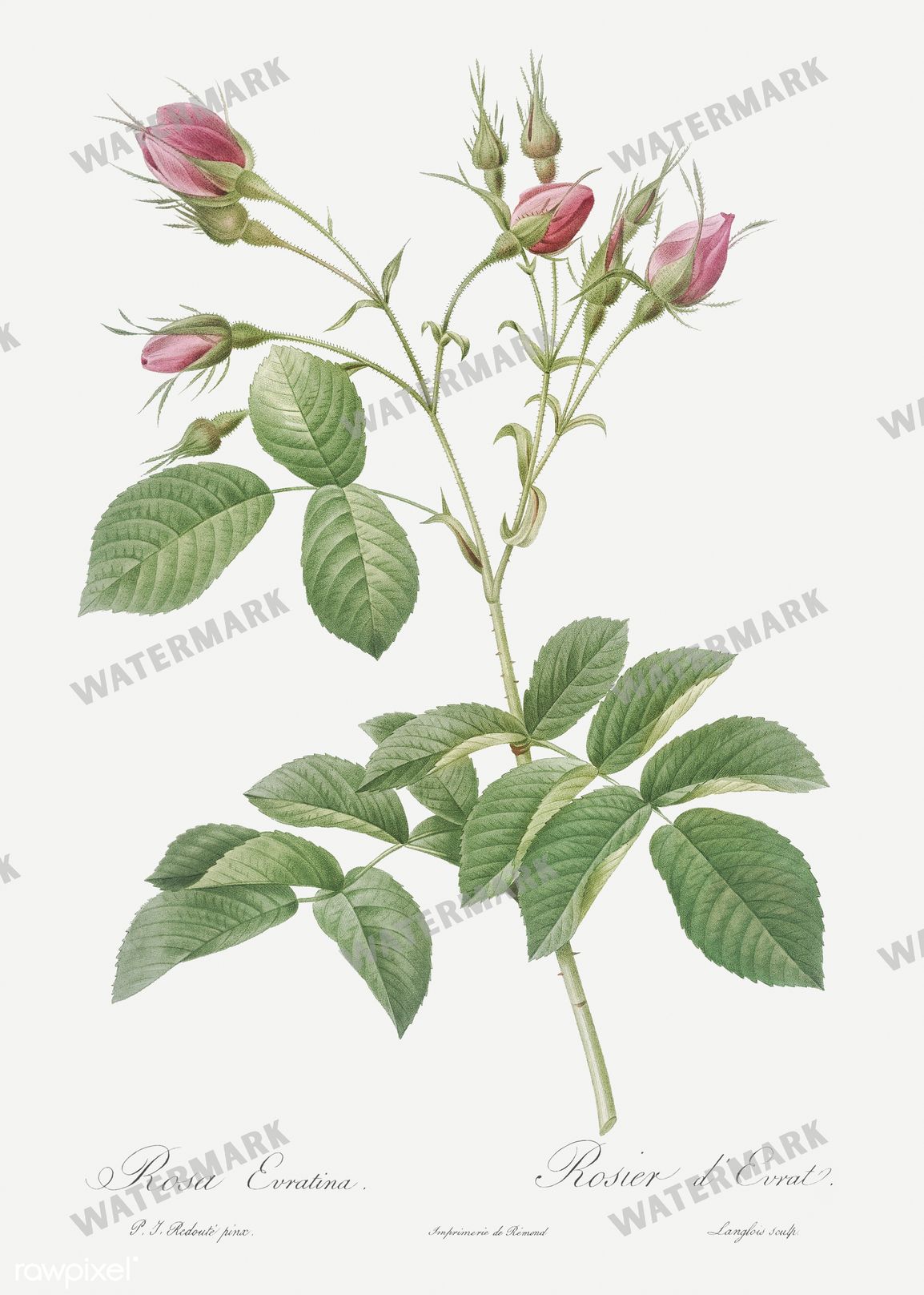 Floral vintage illustration, printable digital download, image 5