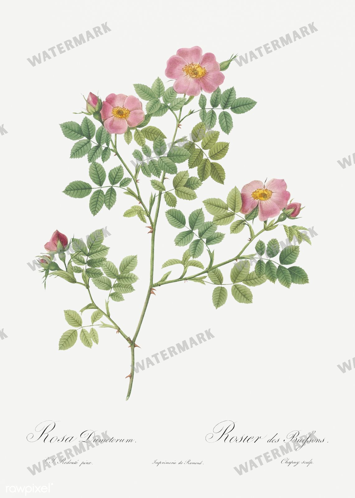 Floral Vintage Prints