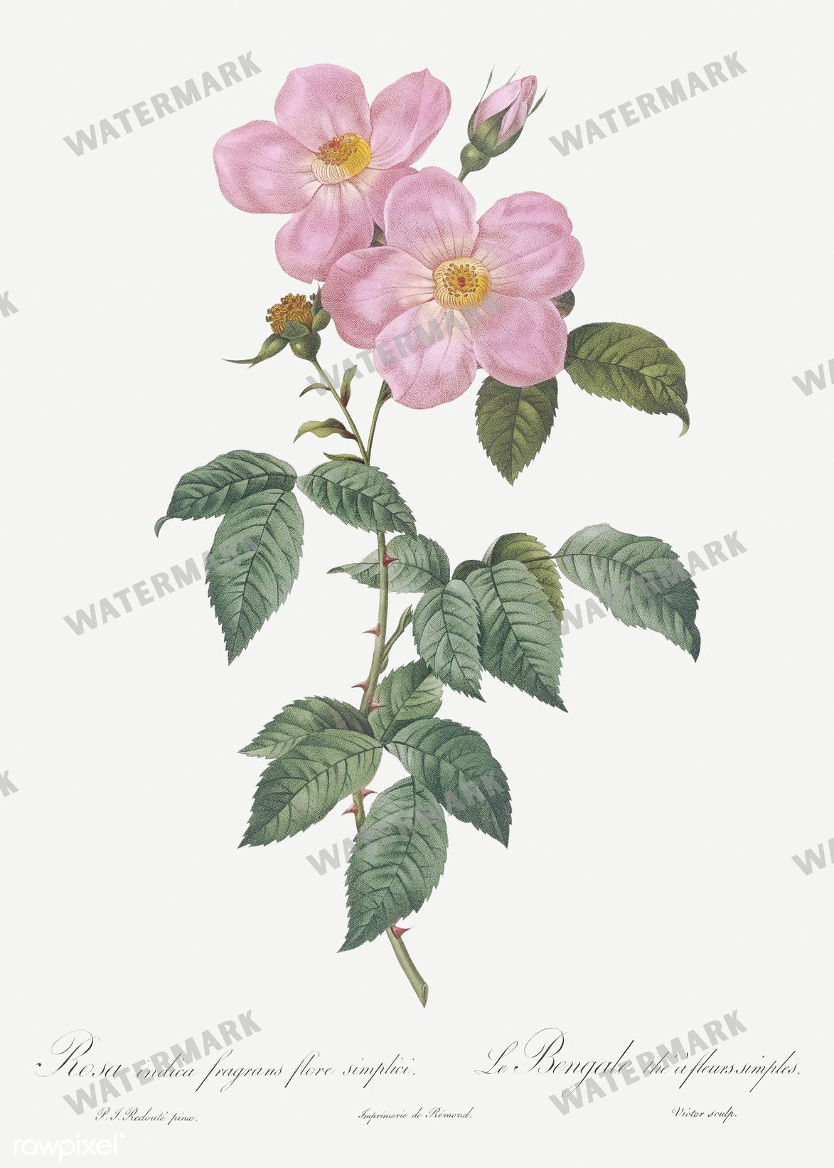 Floral Vintage Prints