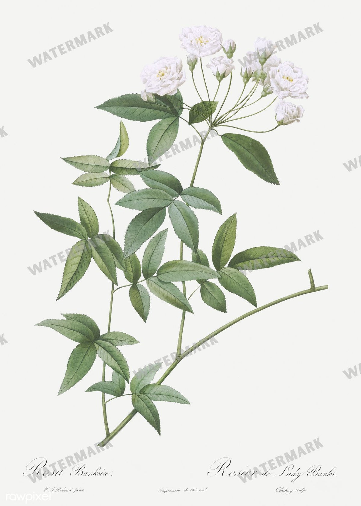 Floral vintage illustration, printable digital download, image 5