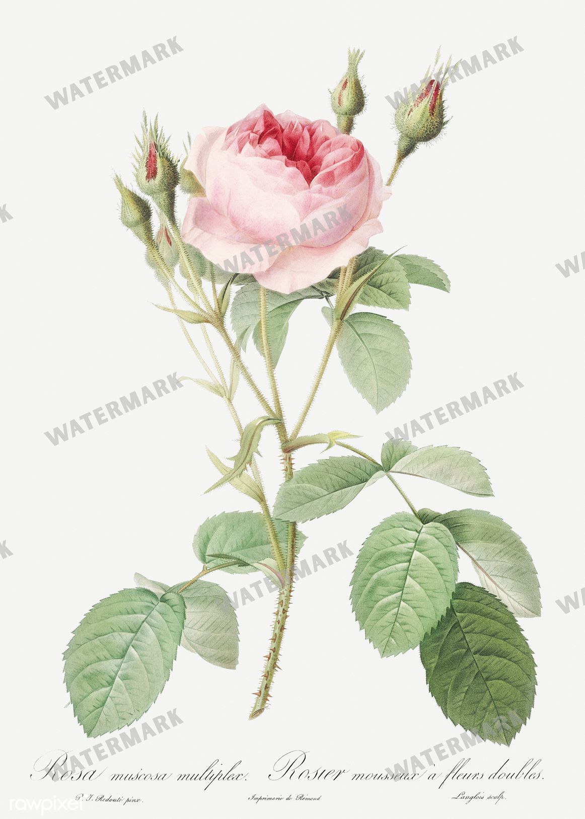Floral vintage illustration, printable digital download, image 5