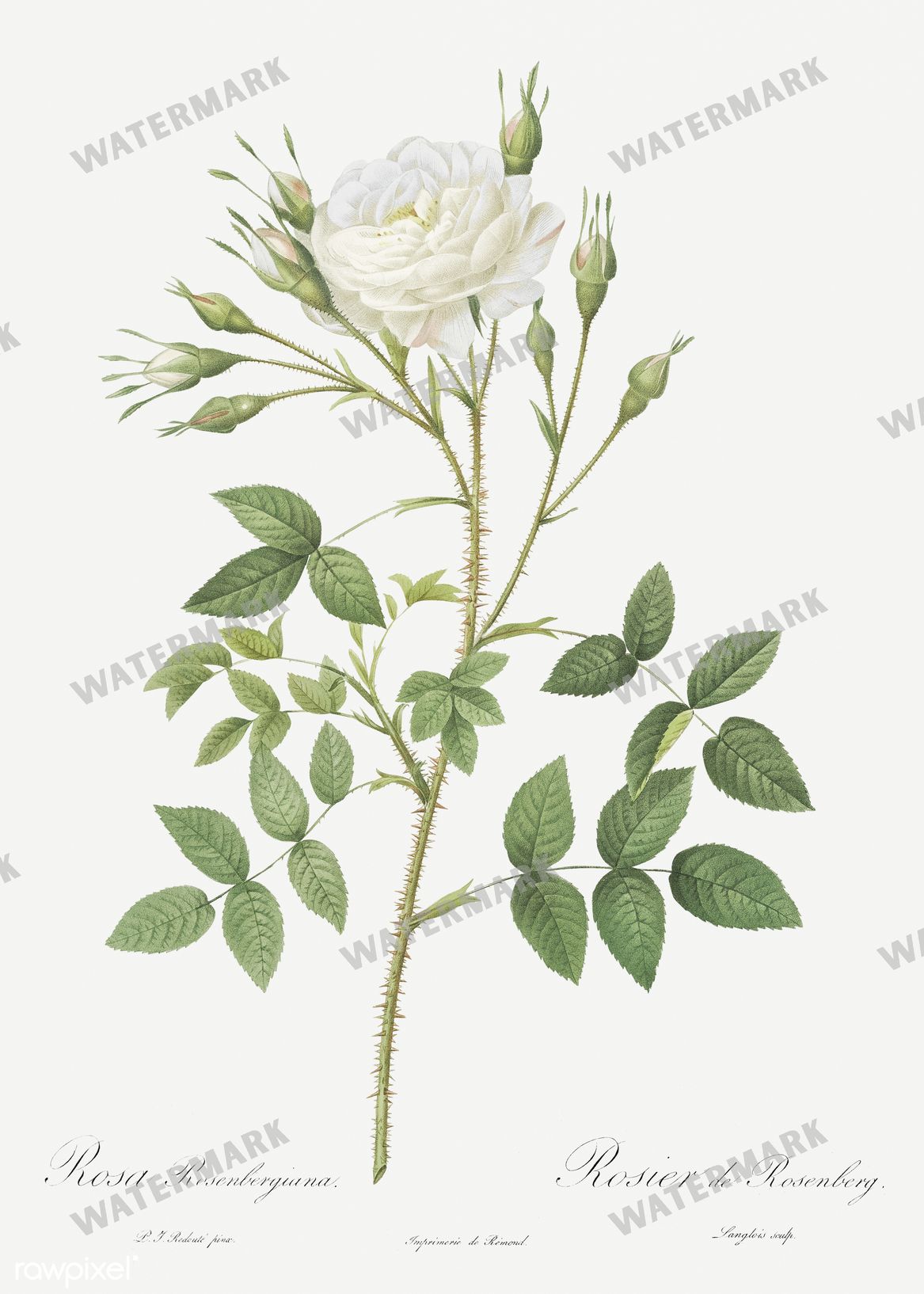 Floral vintage illustration, printable digital download, image 5