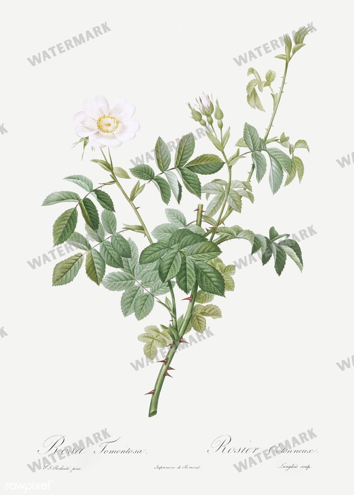 Floral vintage illustration, printable digital download, image 5