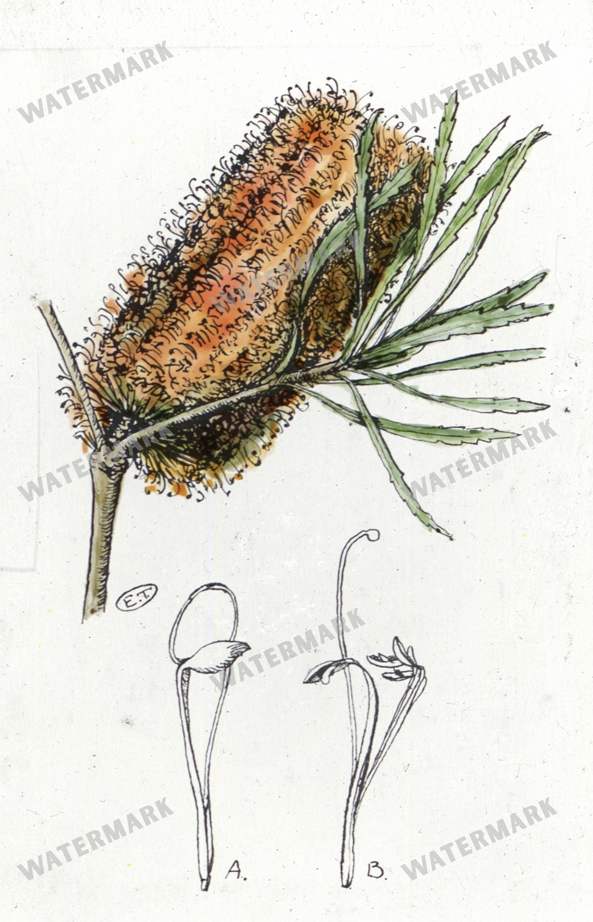 Floral vintage illustration, printable digital download, image 4