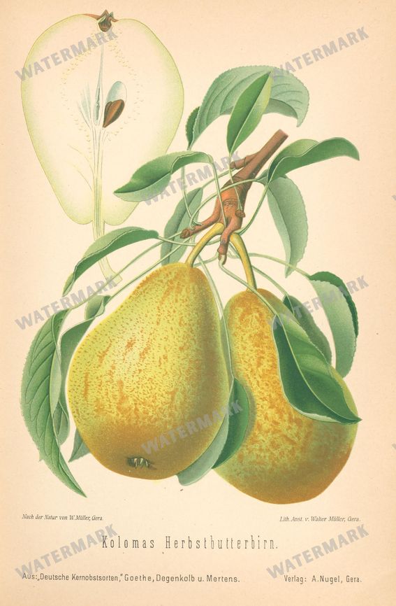 Fruit And Vegetables Vintage Prints