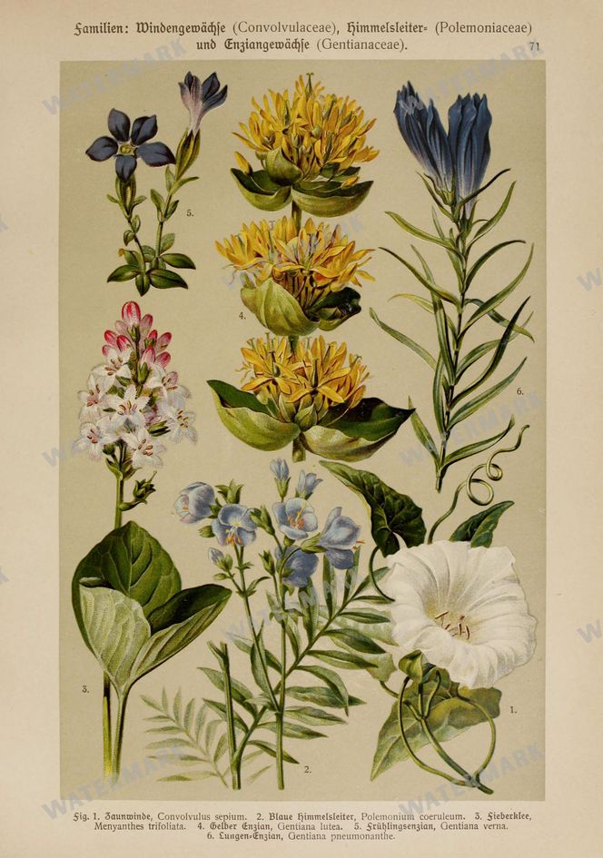 Mixed Botanical Illustration Vintage Prints
