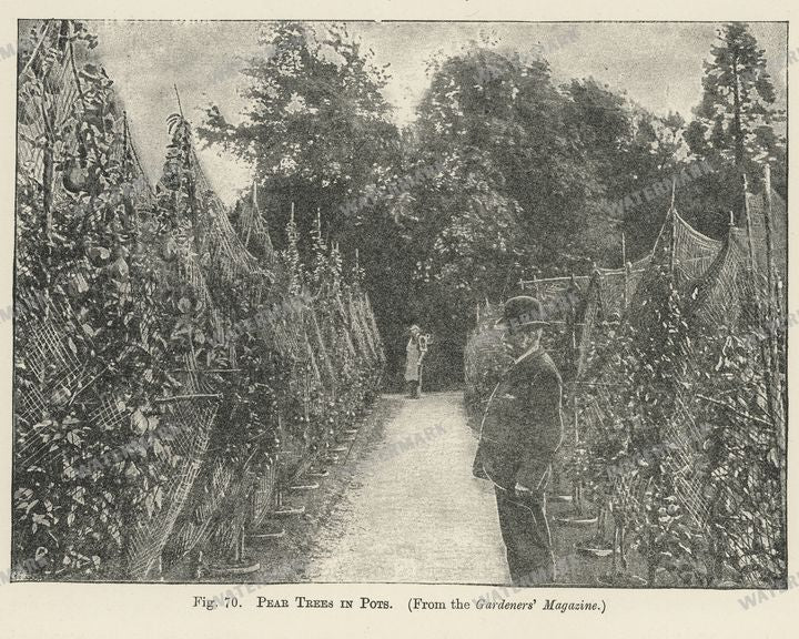 The Fruit Grower'S Guide Vintage Paintings