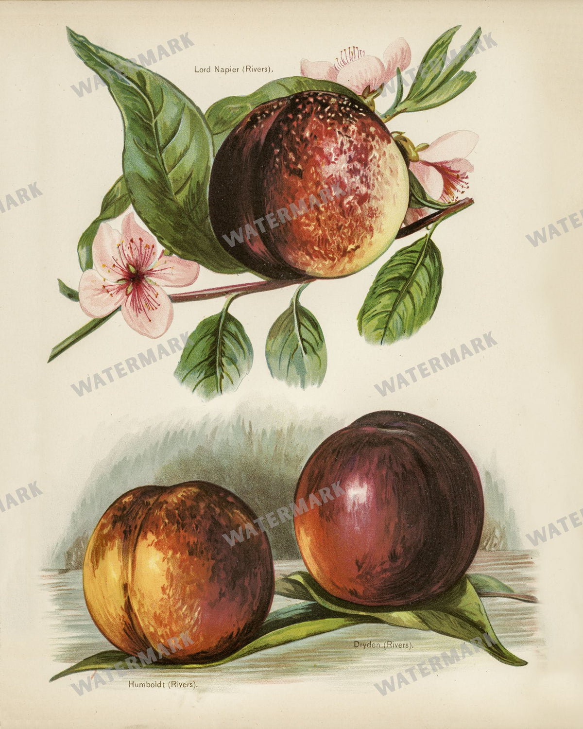 The Fruit Grower'S Guide Vintage Paintings