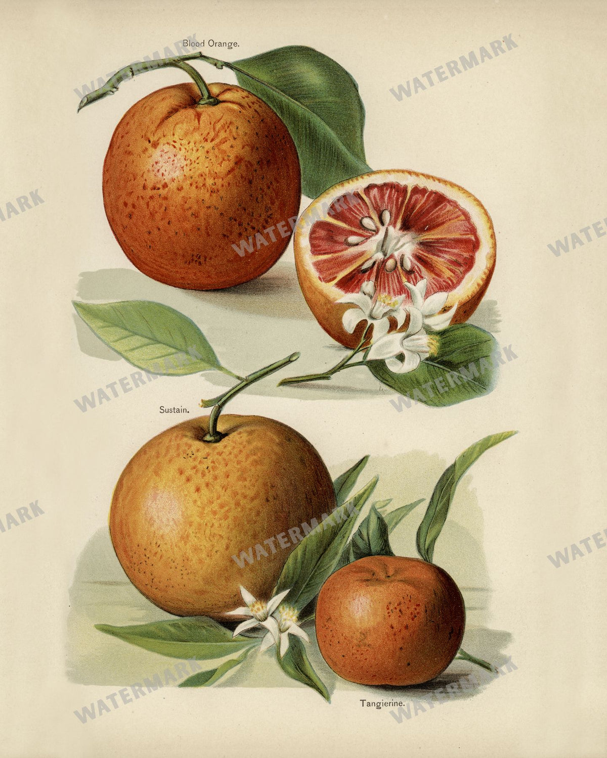 The Fruit Grower'S Guide Vintage Paintings