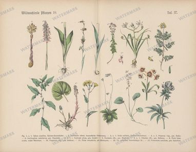 Vintage Botanical Vintage Prints