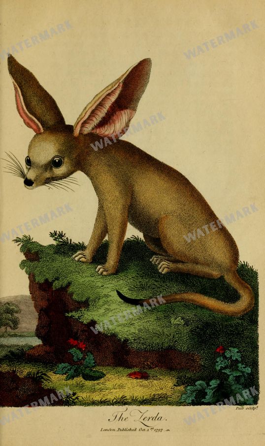Wildlife Vintage Prints