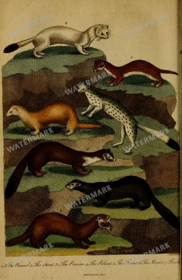 Wildlife Vintage Prints