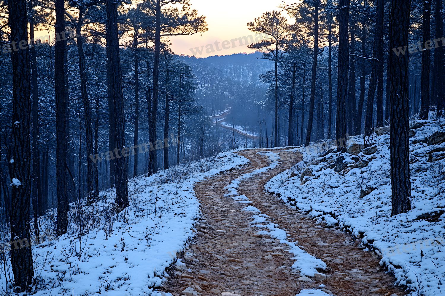 Wooded Trail At Dusk Backdrop Images