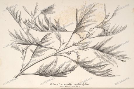 Floral Illustrations
