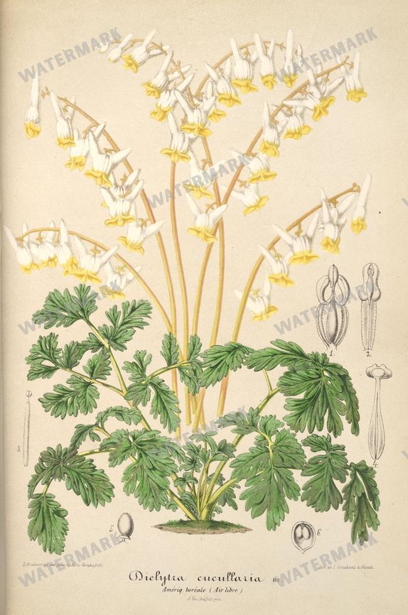 Floral Illustrations
