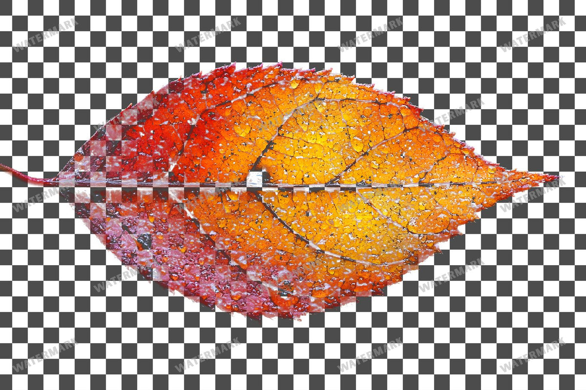 Autumn Sassafras Leaf Light Warm PNG overlay on a transparent checkered background, preview 6