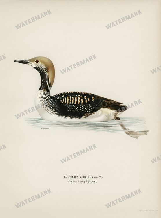Birds Vintage Prints