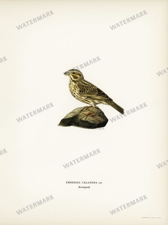 Birds Vintage Prints