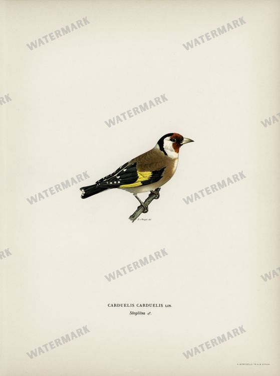 Birds Vintage Prints