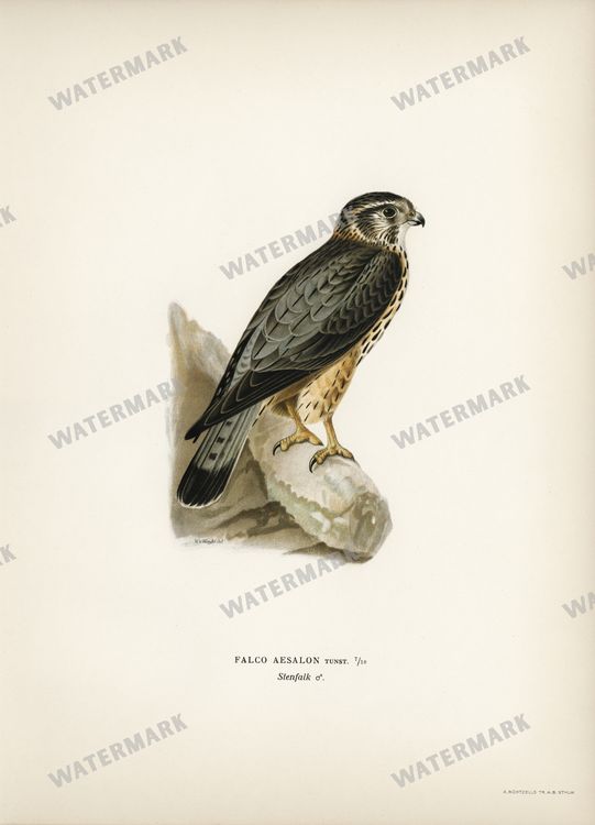 Birds Vintage Prints