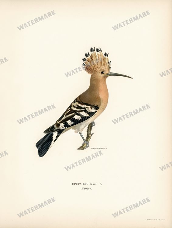 Birds Vintage Prints