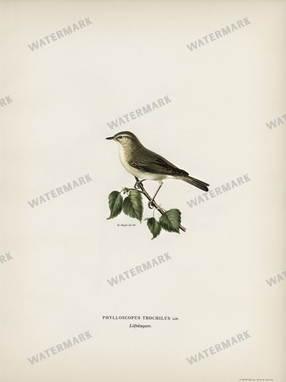 Birds Vintage Prints