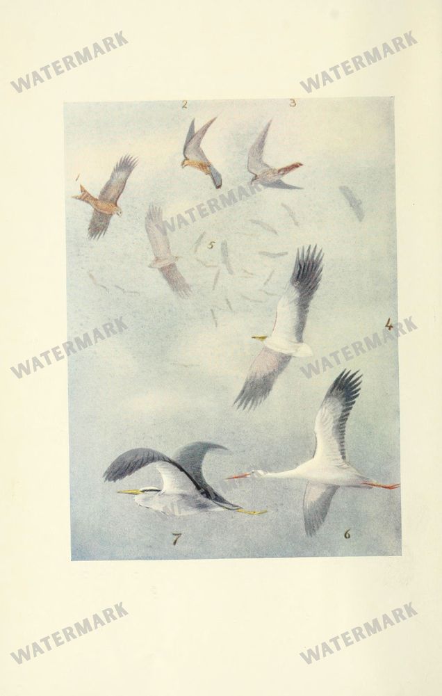 Birds Vintage Prints