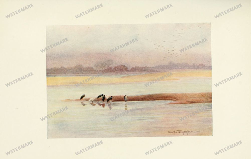 Birds Vintage Prints