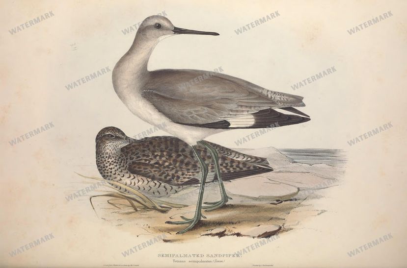 Birds Vintage Prints