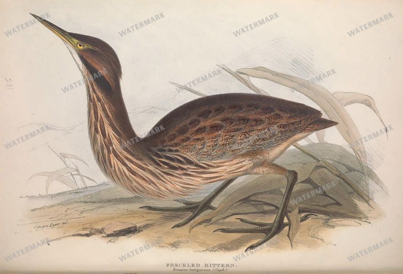 Birds Vintage Prints