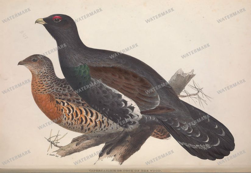 Birds Vintage Prints