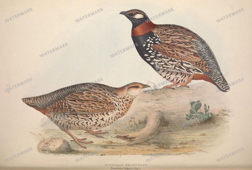 Birds Vintage Prints