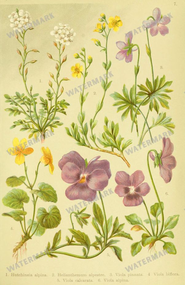 Botanical Alpen-Flora Vintage Prints