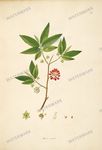 Botanical Plant Vintage Prints