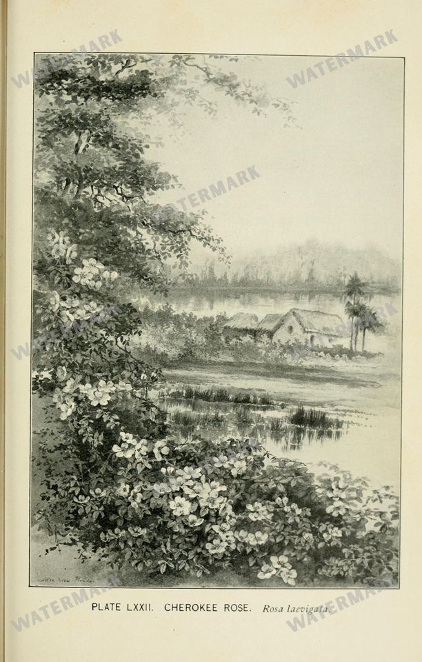 Botanical Sketches Vintage Prints