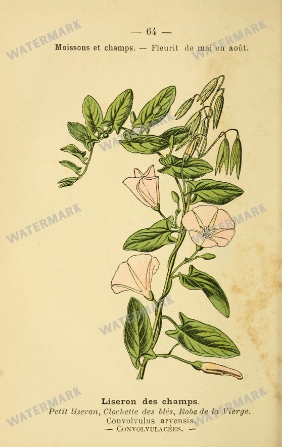 Botanical Vintage Prints