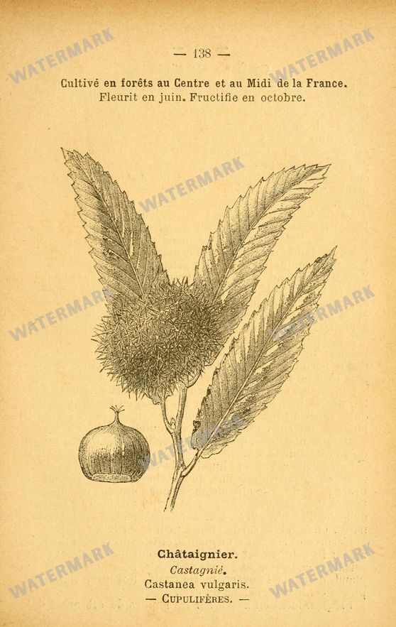 Botanical Vintage Prints