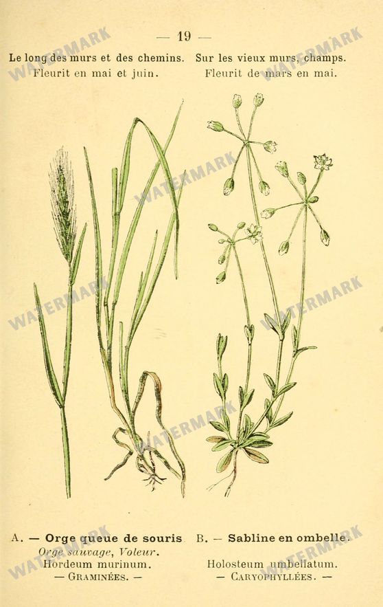 Botanical Vintage Prints
