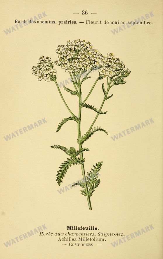 Botanical Vintage Prints