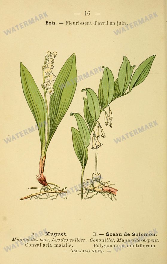 Botanical Vintage Prints