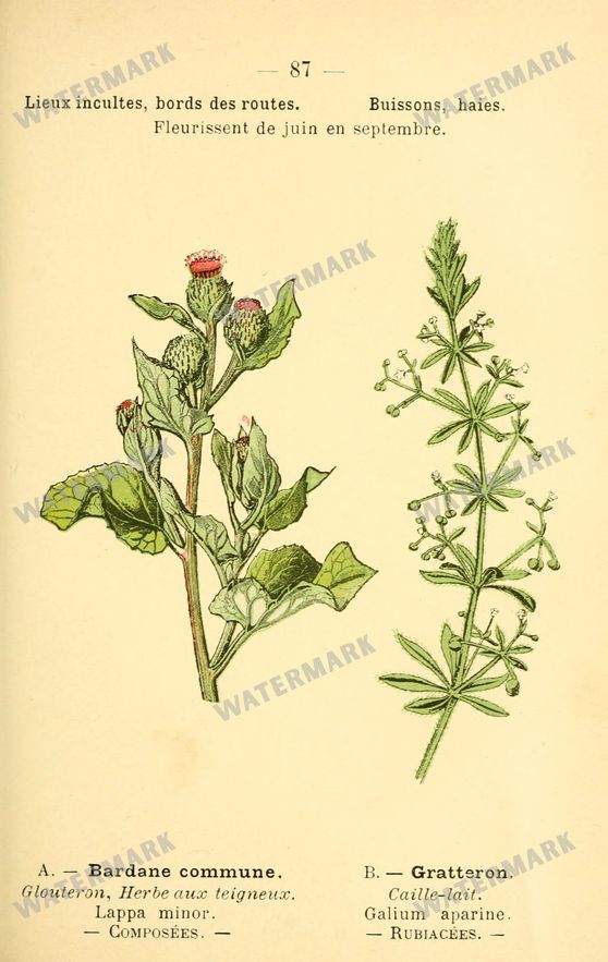 Botanical Vintage Prints